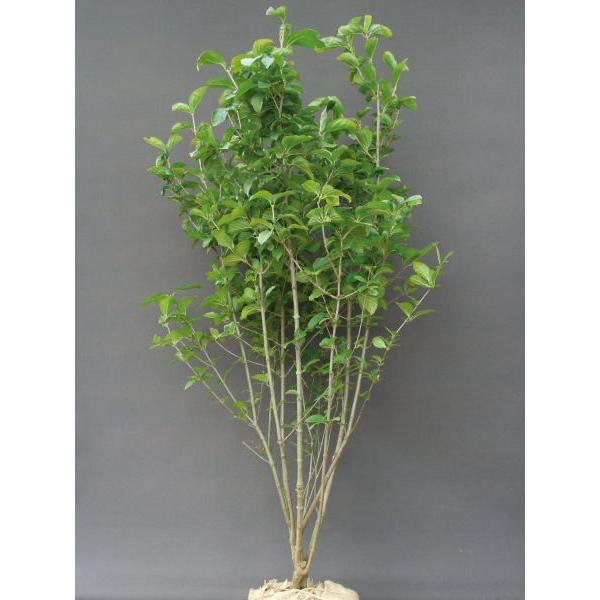 ガマズミ 小花（白） 食用可 果実 植木 庭木 苗木 落葉低木     商品情報    小花の白い集合花が房状に樹冠を覆うように咲き、秋には真 X1167535817(11369円)