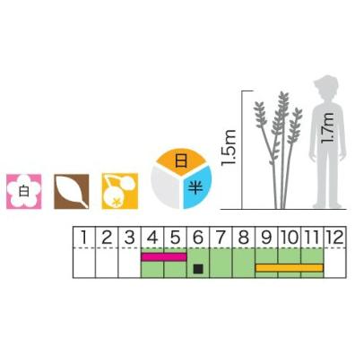 ガマズミ 小花（白） 食用可 果実 植木 庭木 苗木 落葉低木     商品情報    小花の白い集合花が房状に樹冠を覆うように咲き、秋には真 X1167535817(11369円)