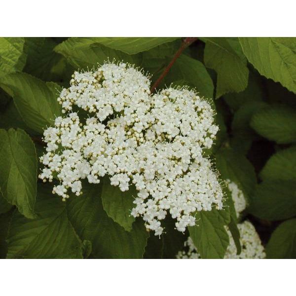 ガマズミ 小花（白） 食用可 果実 植木 庭木 苗木 落葉低木     商品情報    小花の白い集合花が房状に樹冠を覆うように咲き、秋には真 X1167535817(11369円)