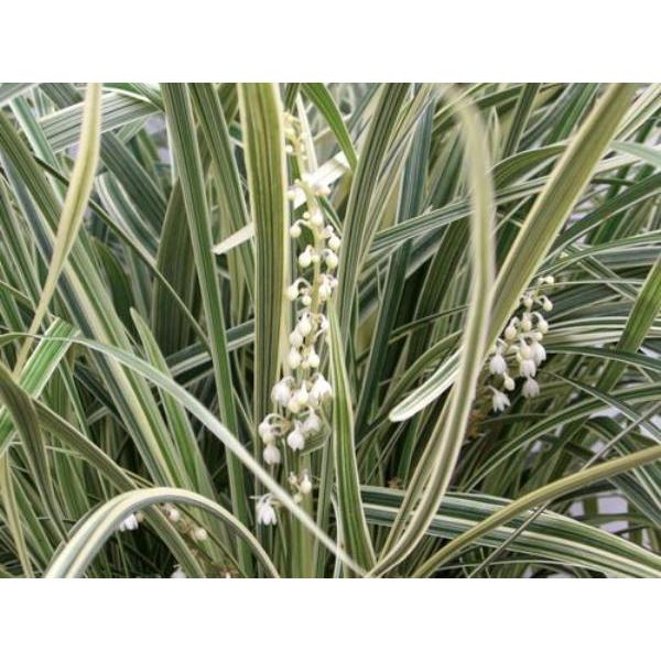 低廉 ノシラン 熨斗蘭 ビッタータス 大株 根締め コンテナガーデン 食用不可 庭木 グランドカバー 常緑多年草