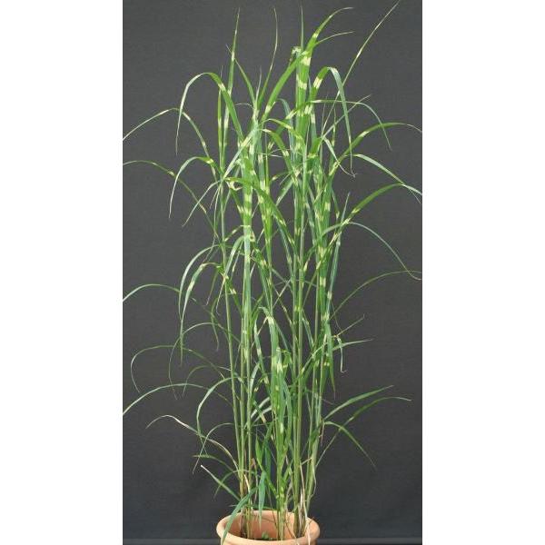 ススキ・タカノハススキ（鷹の羽薄 大株） 鉢植え 横縞 植木 庭木 花壇