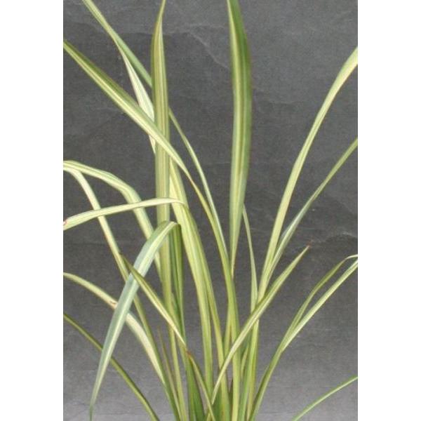 ニューサイラン・アプリコットクイーン 観賞用 観葉植物 庭植え 花壇 鉢植え