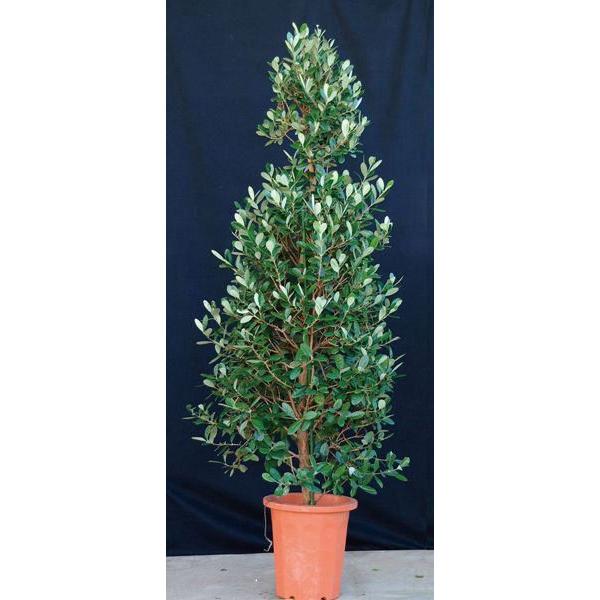 正規通販 フェイジョア ロウソク型 香り 食用可 果実 植木 庭木 苗木 常緑低木