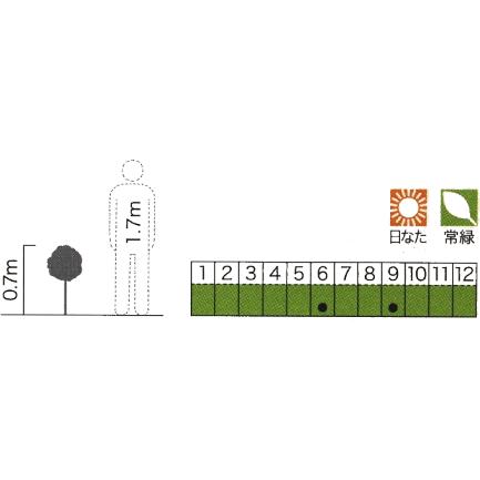 A7人気シール帳 トピアリー・フクロウ（キンメツゲ（金芽ツゲ）） かわいい動物 シンボル 植木 オブジェ 【D1003265703】(35268円)