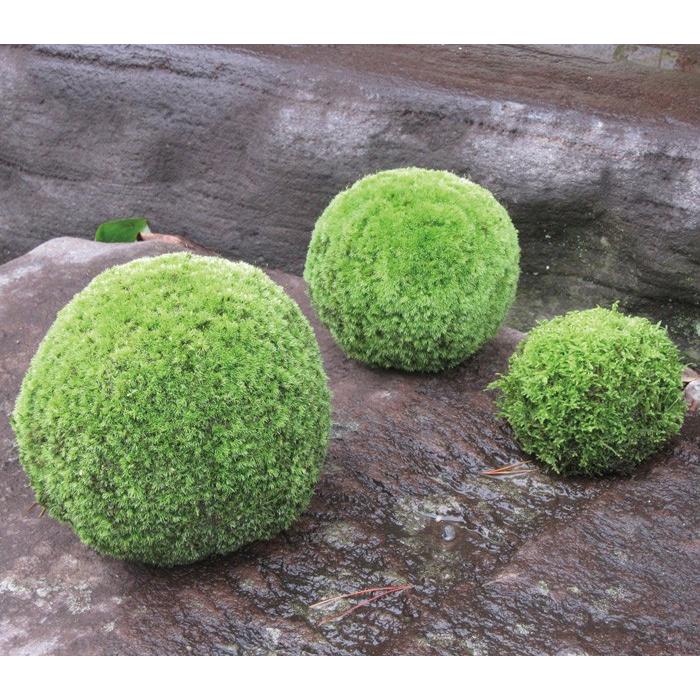 コケ・丘マリモ（山苔）・M 苔玉 和庭 オブジェ ガーデニング : ESTOAH