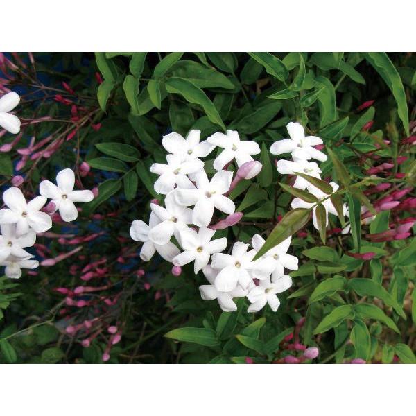 送料込 緑のカーテン ツル性植物 ハゴロモジャスミン 羽衣素馨 大株 白花 香りよし 常緑つる性木本 観葉植物