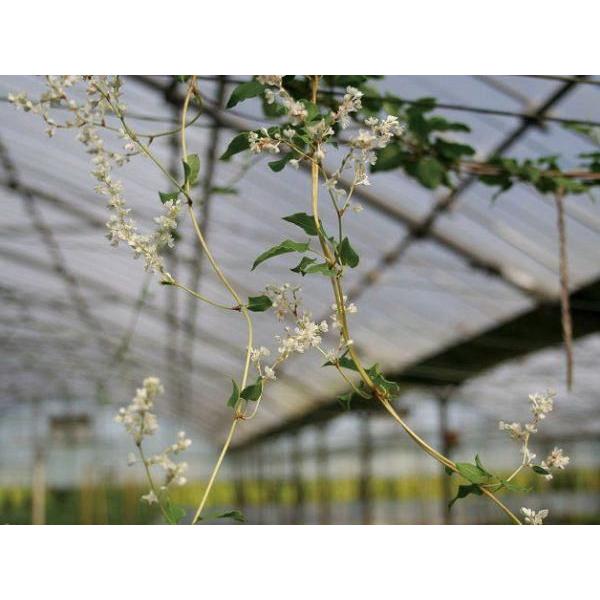 落葉低木 白花（落葉樹の植木、庭木）｜苗木、植木 | 花、ガーデニング