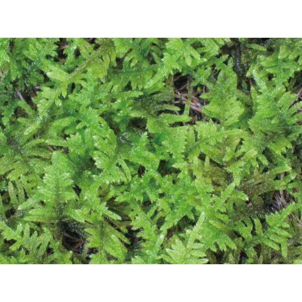 コケ ハイ苔 ハイゴケ 這苔 ネットマット 緑の絨毯 ８枚セット グランドカバー 植木 庭木 苗木 N0318 Otk エストアガーデン 通販 Yahoo ショッピング