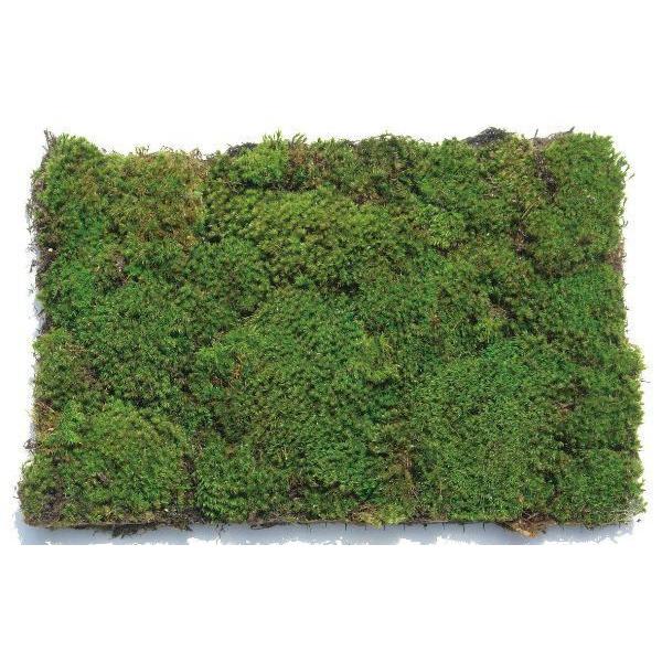 コケ・カモジ苔（カモジゴケ ネットマット） 緑の絨毯 ４枚セット 植木 庭木 苗木