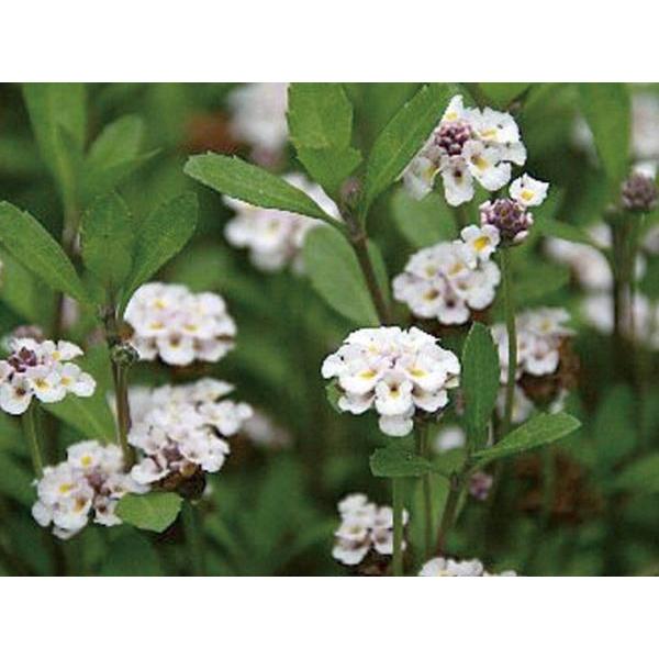 ヒメイワダレソウ スリット 4本セット 駐車場 花壇縁取り 植木 庭木 苗木 緑化 N0334 Otk エストアガーデン 通販 Yahoo ショッピング