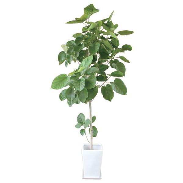 フィカスウンベラータ 観葉植物 陶器鉢 プランター・皿付き 1.2×0.6（8号） 日なた 常緑中高木