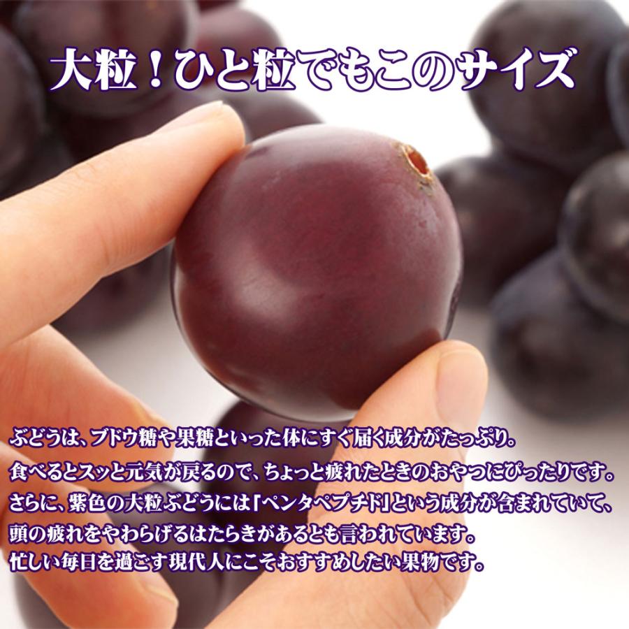 F30 クール便 8房ぶどう 種無し 藤稔2房 贈り物お盆手土産 食品