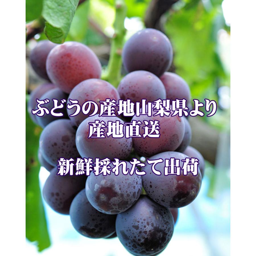 食品 【Humber様専用】藤稔の粒 箱込2kg弱