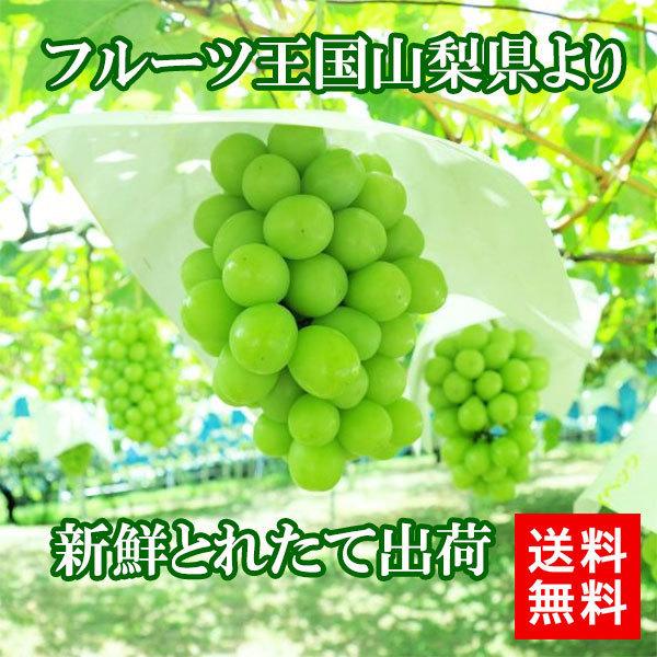 予約受付中！ 9月初旬頃より発送】シャインマスカット 山梨県産