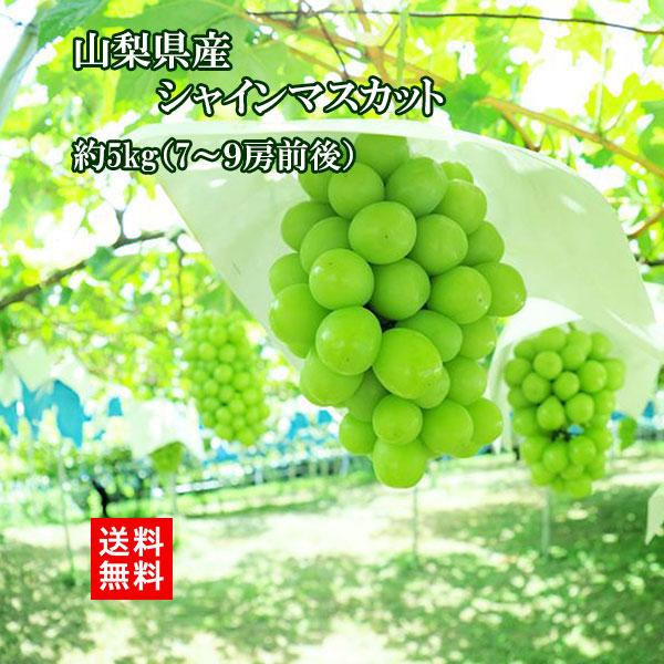 シャインマスカット 山梨県産 朝採れ 5kg 7〜9房 大粒 マスカット  