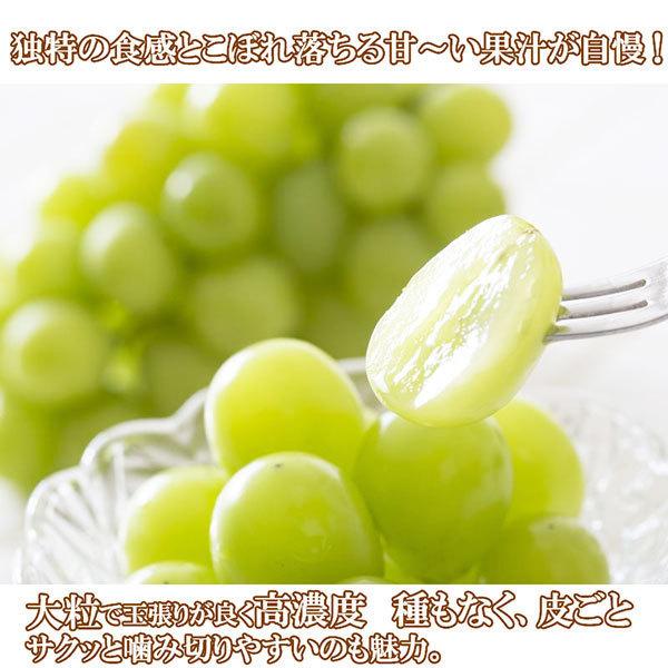 シャインマスカット 山梨県産 朝採れ 5kg 7〜9房 大粒 マスカット 
