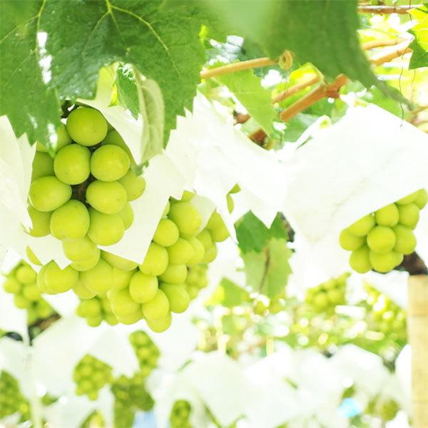 シャインマスカット 山梨県産 朝採れ 5kg 7〜9房 大粒 マスカット 