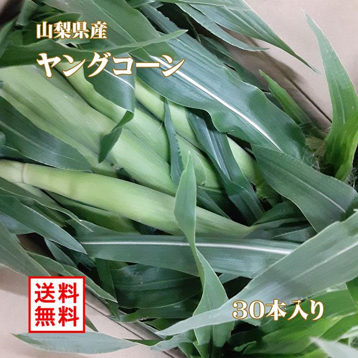 【5月8日〜発送開始・先行予約受付中！】ヤングコーン 山梨県産 皮付き 30本 送料無料 ※ ベビーコーン トウモロコシ 人気 おすすめ（Yahoo!・ジュエリー工房エターナルジェム）