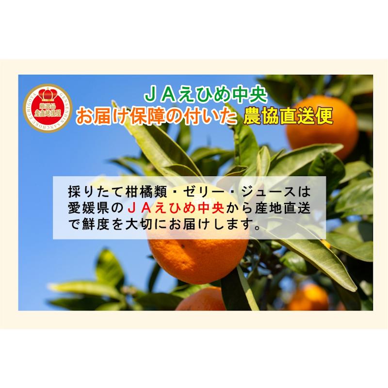 愛媛県の農協 JAえひめ中央 寒づくり伊予柑ゼリー詰合せ 伊予柑ゼリー
