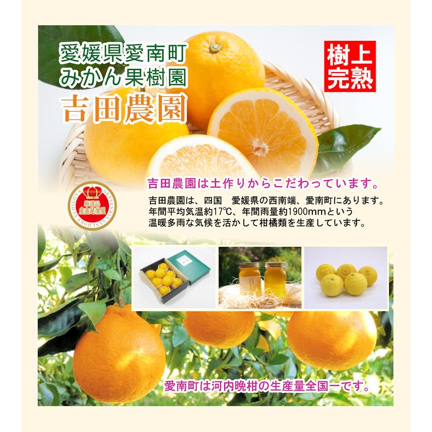 フルーツ みかん 温州みかん 愛媛県 愛南町 みかん果樹園 吉田農園 樹上完熟栽培 愛媛みかん 5kg 通常品 採りたてを農園から産地直送 送料無料 Yosida M5k 産直越後屋 通販 Yahoo ショッピング