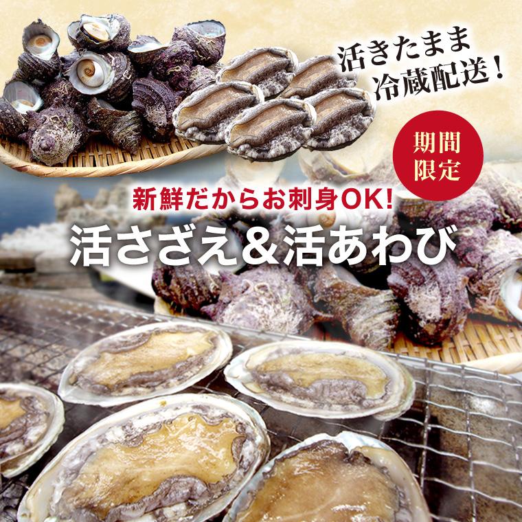 活 サザエ 1.0kg (天然 日本海産) ＆ アワビ 5個 (養殖) セット (活 さざえ 栄螺 ) ( あわび 鮑 ) 海鮮セット バーベキューセット bbq お取り寄せ  ((冷蔵))｜etizentakaraya｜06