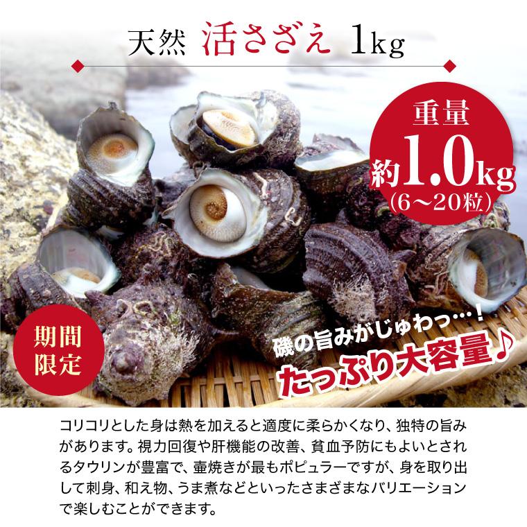 瀬戸内海産の朝どれ活サザエ