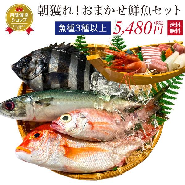 鮮魚 おまかせ 3種以上 魚 詰め合わせ セット 舟盛り容器同梱可 ボックス Box 国産 直送 干物作り 干物体験 手作り干物 送料無料 冷蔵 Sengyo3 福井のカニ 干物専門店 越前宝や 通販 Yahoo ショッピング