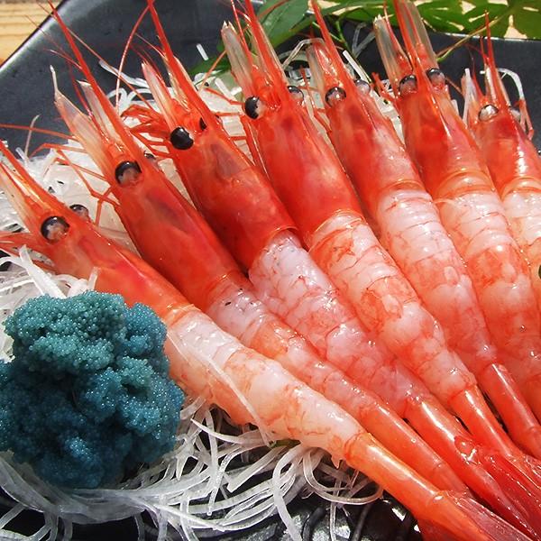 甘エビ 500g 濃厚な旨み 越前甘えび 福井県三国港から産地直送 御歳暮 ギフト 冷凍 S001 美国特産 越前海鮮本舗 田島家 通販 Yahoo ショッピング