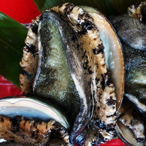 激安通販の 天然の日本海産あわび アワビ 500g 新鮮 海の幸 最高級の天然アワビ 福井県産 獲れたてを産地直送 冷蔵 ギフト 御歳暮 御中元 貝類 Ja Kitakyu Or Jp