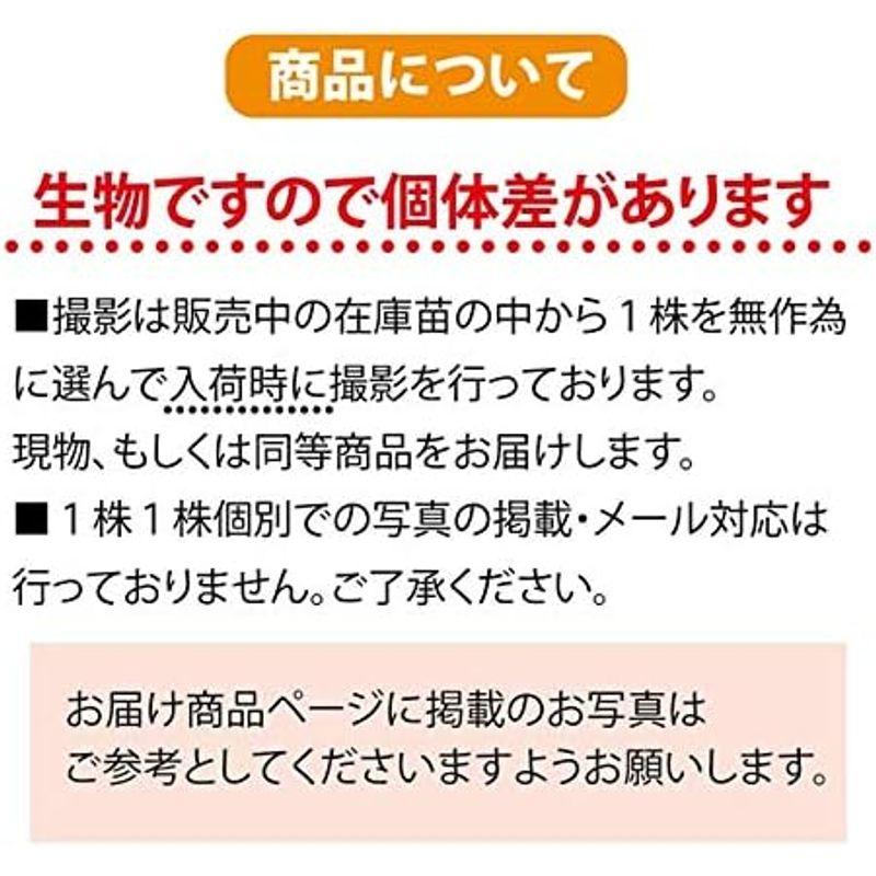 店内の商品は在庫 蘇鉄 (ソテツ) 50cm Good Style 苗 観葉植物