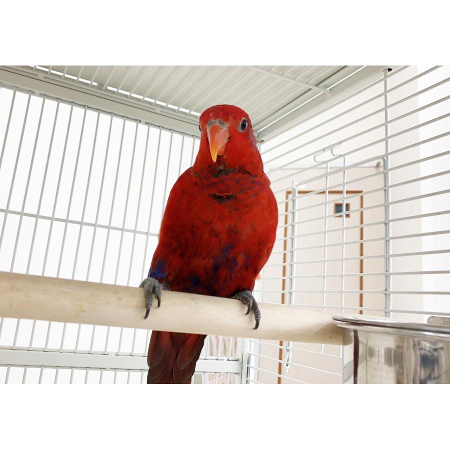 バードケージ 鳥かご IRCG2100 : えとぴりかオンラインショップ - 通販