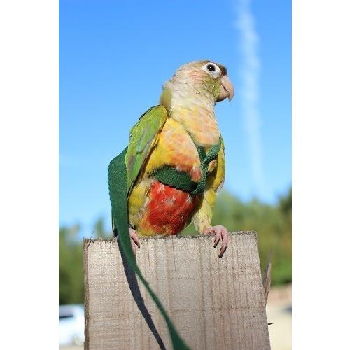 鳥用 ハーネス AVIATOR プチ : えとぴりかオンラインショップ - 通販