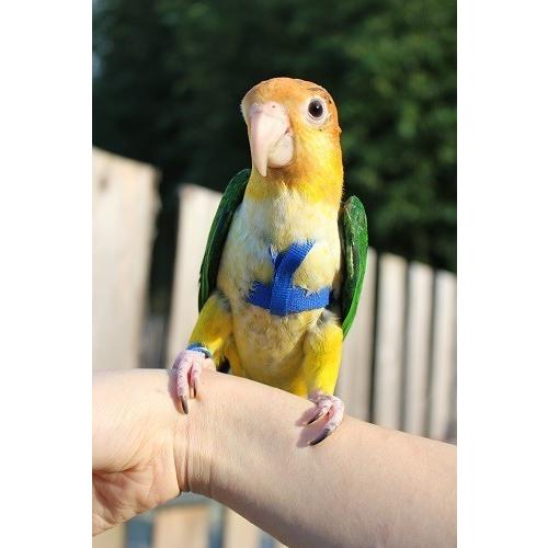 鳥用 ハーネス AVIATOR XS : えとぴりかオンラインショップ - 通販