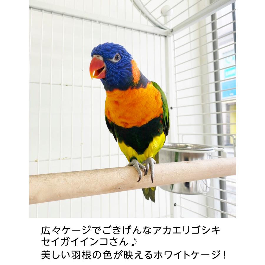 バードケージ 鳥かご IRCGB023 : えとぴりかオンラインショップ - 通販