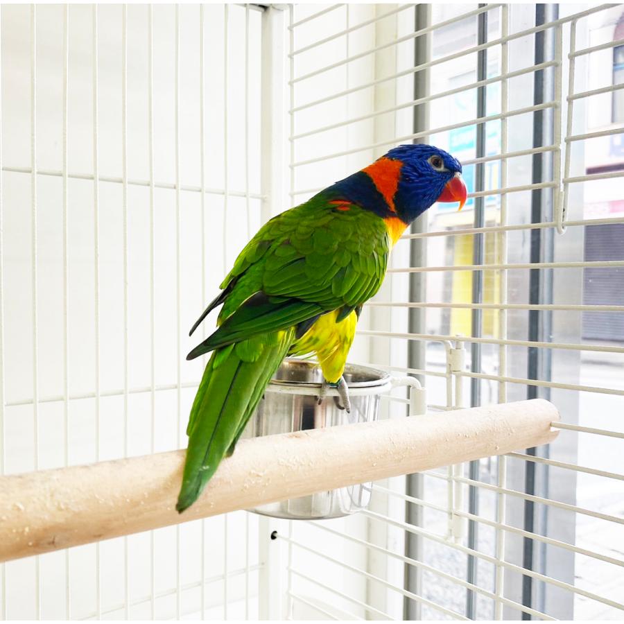 大型 ② バードケージ インコ オウム 鳥かご キャスター 白 えとぴりか 大型 ② バードケージ インコ オウム 鳥かご キャスター 白 えとぴりか