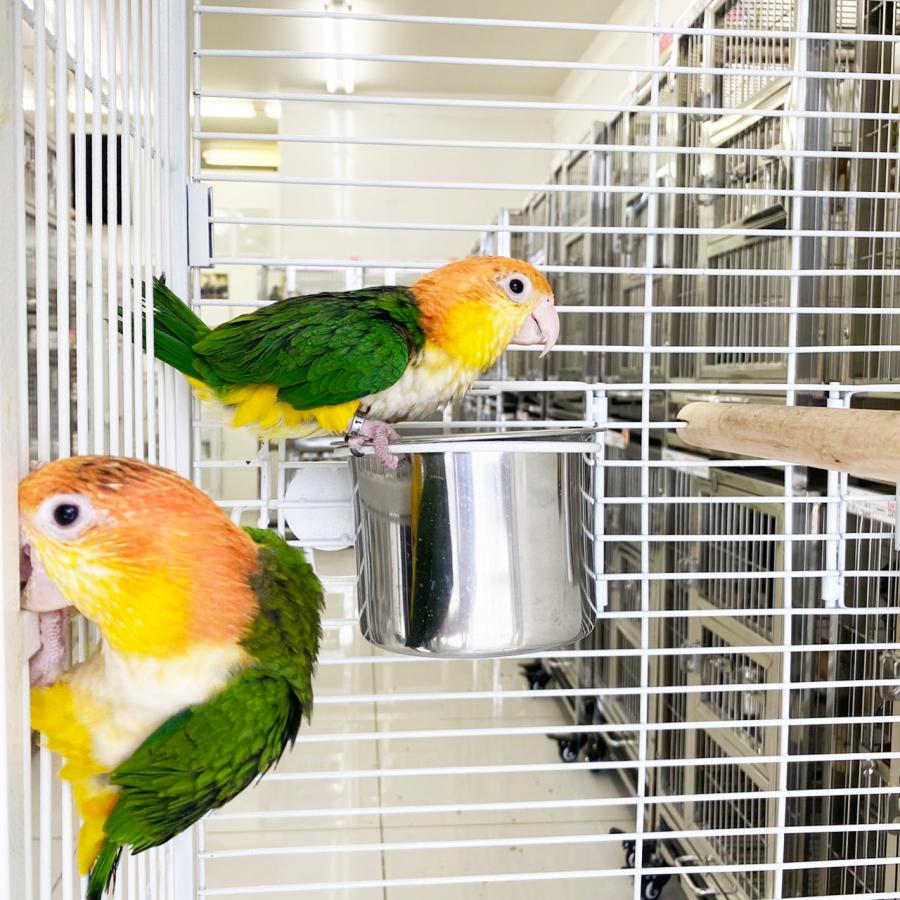 バードケージ 鳥かご IRCGB057 : えとぴりかオンラインショップ バードケージ 鳥かご IRCGB057 : えとぴりかオンラインショップ