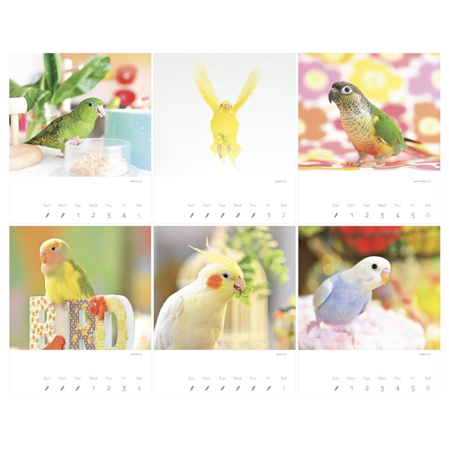 カレンダー2025 かわいんこ インコと小鳥のカレンダー おぴ