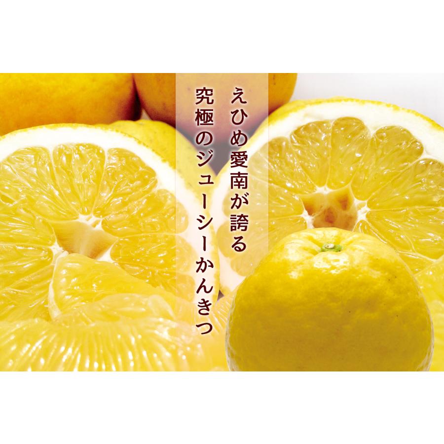 樹齢20年以上 河内晩柑 ご家庭用 大玉サイズ 約9kg BIG 愛媛県 愛南