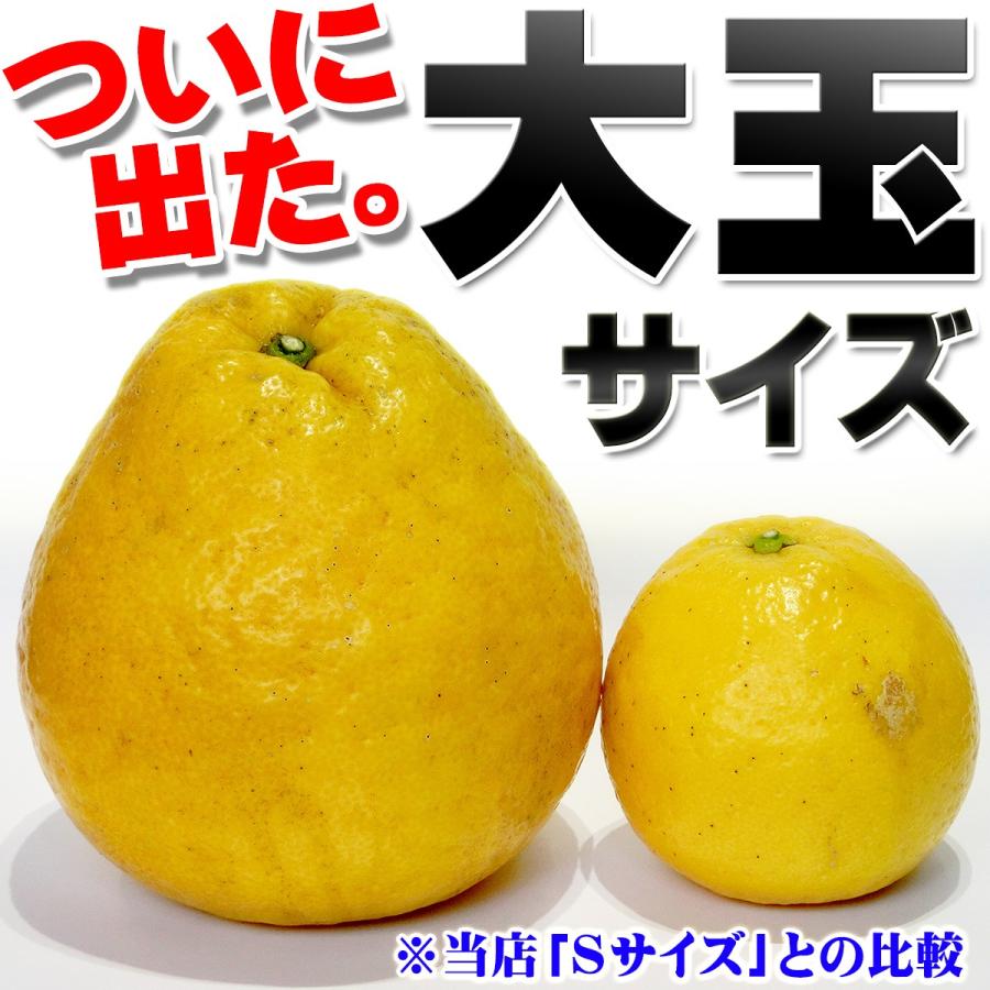 樹齢20年以上 河内晩柑 ご家庭用 大玉サイズ 約9kg BIG 愛媛県 愛南 ゴールド 箱買い 訳あり こだわり 王国 かわちばんかん 和製 ジューシー グレープ フルーツ｜eu-oukoku｜08