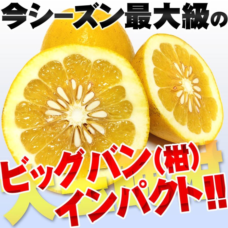 樹齢20年以上 河内晩柑 ご家庭用 大玉サイズ 約9kg BIG 愛媛県