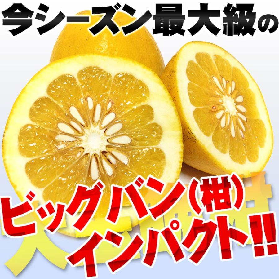 樹齢20年以上 河内晩柑 ご家庭用 大玉サイズ 約9kg BIG 愛媛県 愛南 ゴールド 箱買い 訳あり こだわり 王国 かわちばんかん 和製 ジューシー グレープ フルーツ｜eu-oukoku｜09