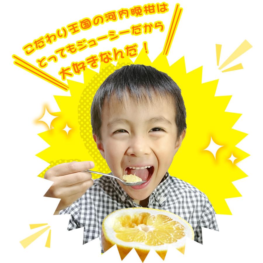 樹齢20年以上 河内晩柑 ご家庭用 10kg 愛媛県 愛南町産 サイズ込み