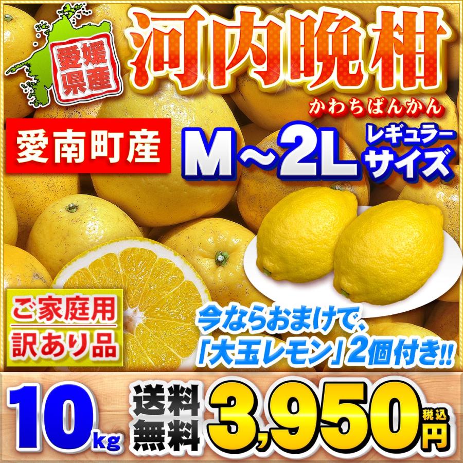 農薬不使用！「愛♡晩柑」10キロ！(問い合わせページ) ☆おまけでレモン付き☆ 樹齢20年以上 河内晩柑 ご家庭用 10kg 愛媛県