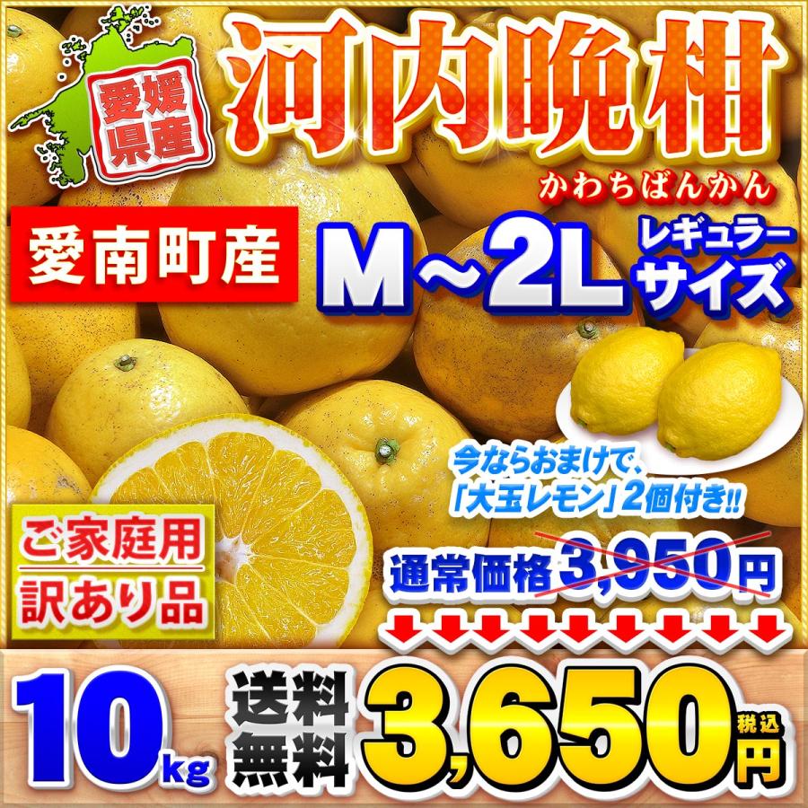☆今だけレモン付き☆ 樹齢20年以上 河内晩柑 ご家庭用 10kg 愛媛県 愛