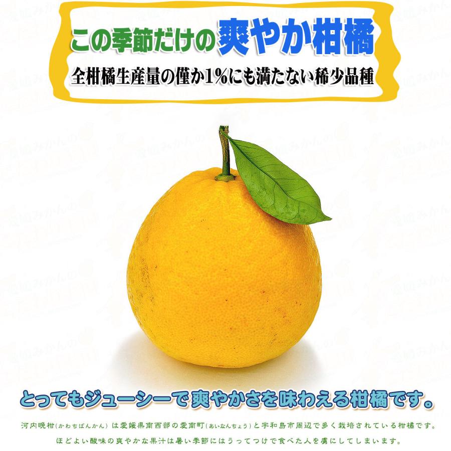 樹齢20年以上 河内晩柑 ご家庭用 10kg 愛媛県 愛南町産 M〜2Lサイズ 自宅用 訳あり 箱買い かわち ばんかん 愛媛 みかん こだわり王国｜eu-oukoku｜19