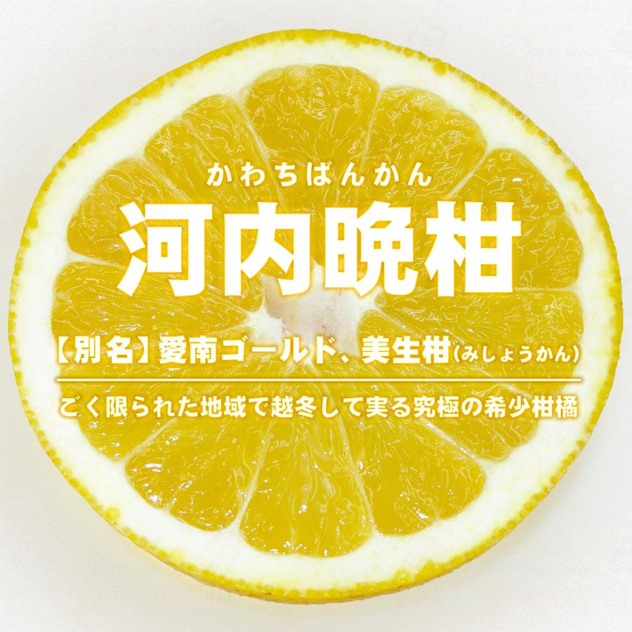 樹齢20年以上 河内晩柑 ご家庭用 10kg 愛媛県 愛南町産 M〜2L 自宅用