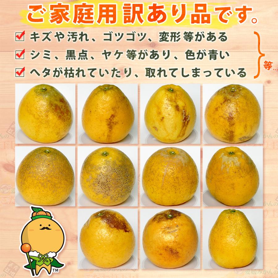 樹齢20年以上 河内晩柑 ご家庭用 10kg 愛媛県 愛南町産 M〜2L 自宅用