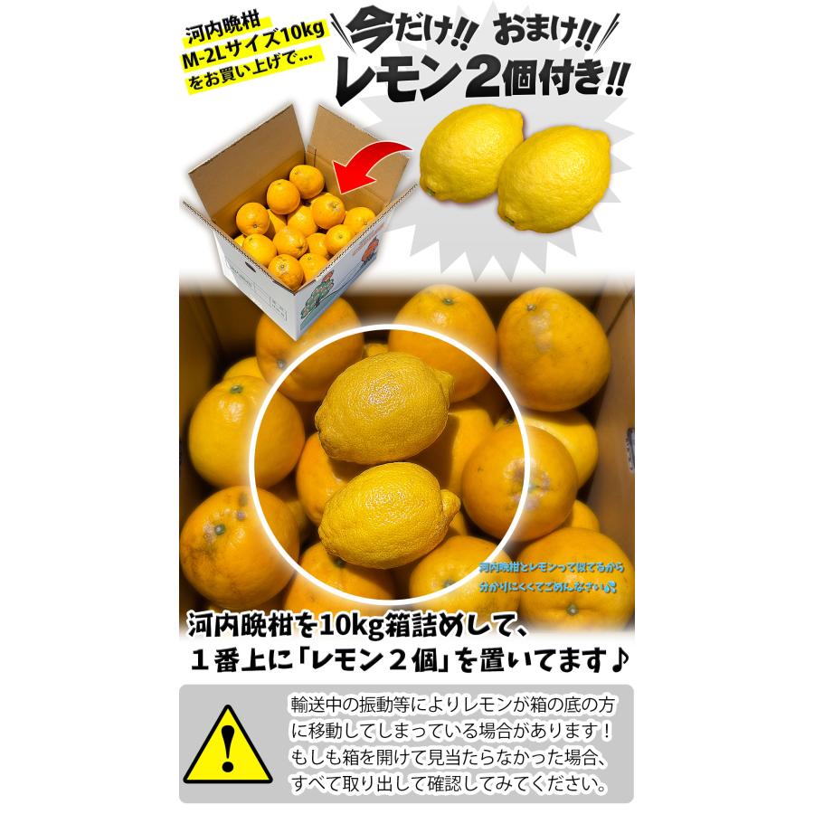 ☆今だけレモン付き☆ 樹齢20年以上 河内晩柑 ご家庭用 10kg 愛媛県 愛
