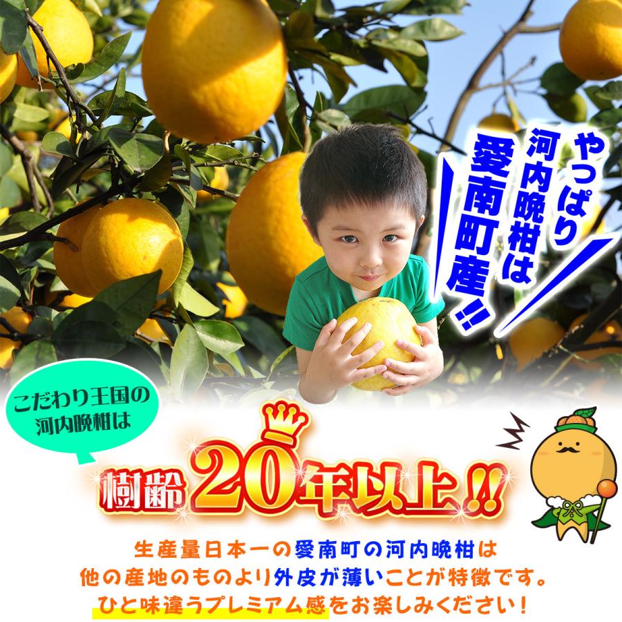 樹齢20年以上 河内晩柑 ご家庭用 小箱5kg×2箱セット 合計10kg 愛媛県