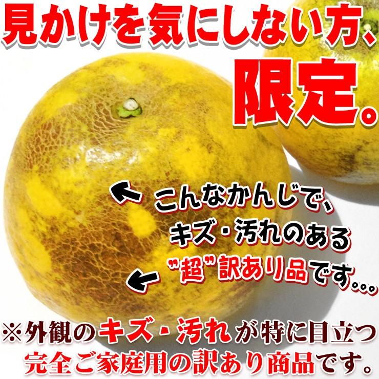 樹齢20年以上 超訳あり 可哀そうな 河内晩柑 サイズおまかせ ご